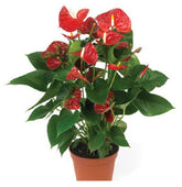 Ανθούριο - Anthurium andraeanum